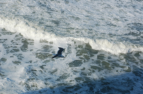 waves-bird.jpg