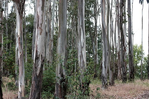 eucalptus.jpg