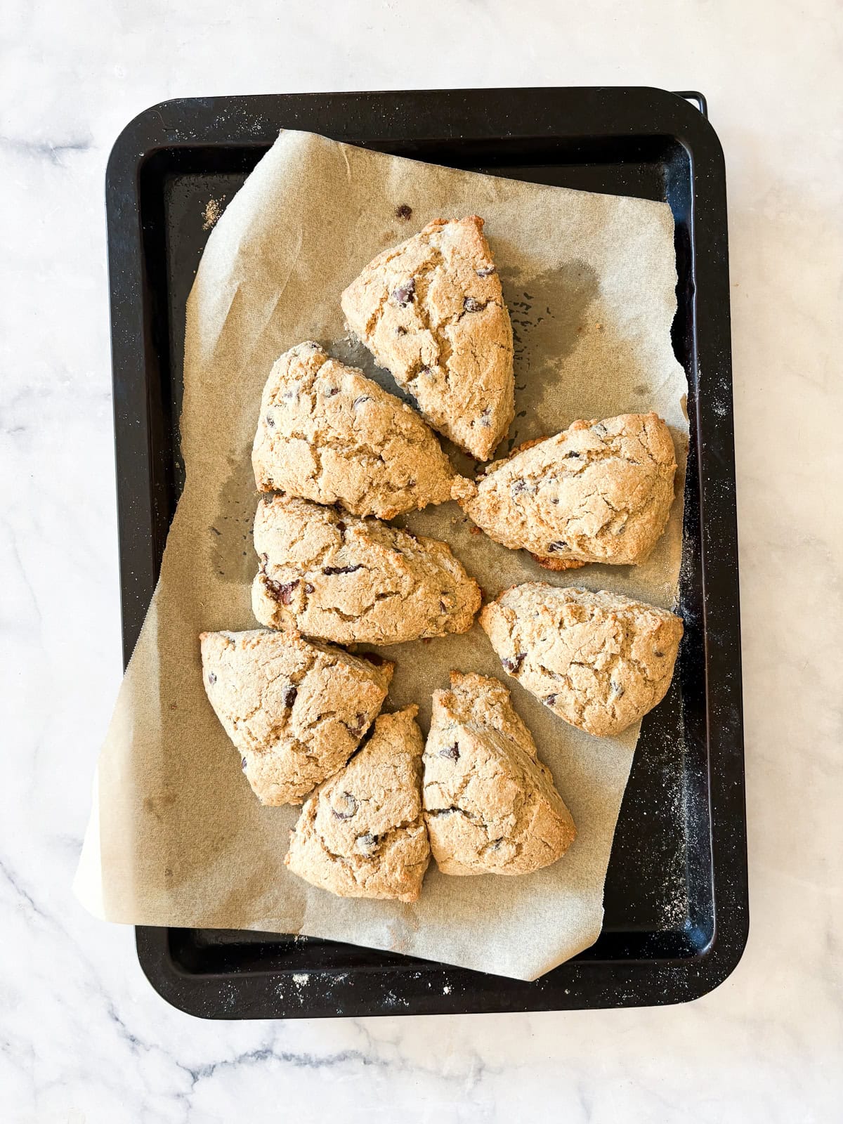 Bakery-style gluten-free chocolate chip scones with crisp edges, soft centers, and plenty of chocolate. Made just with oat flour! Eight gluten free chocolate scones on a baking sheet.