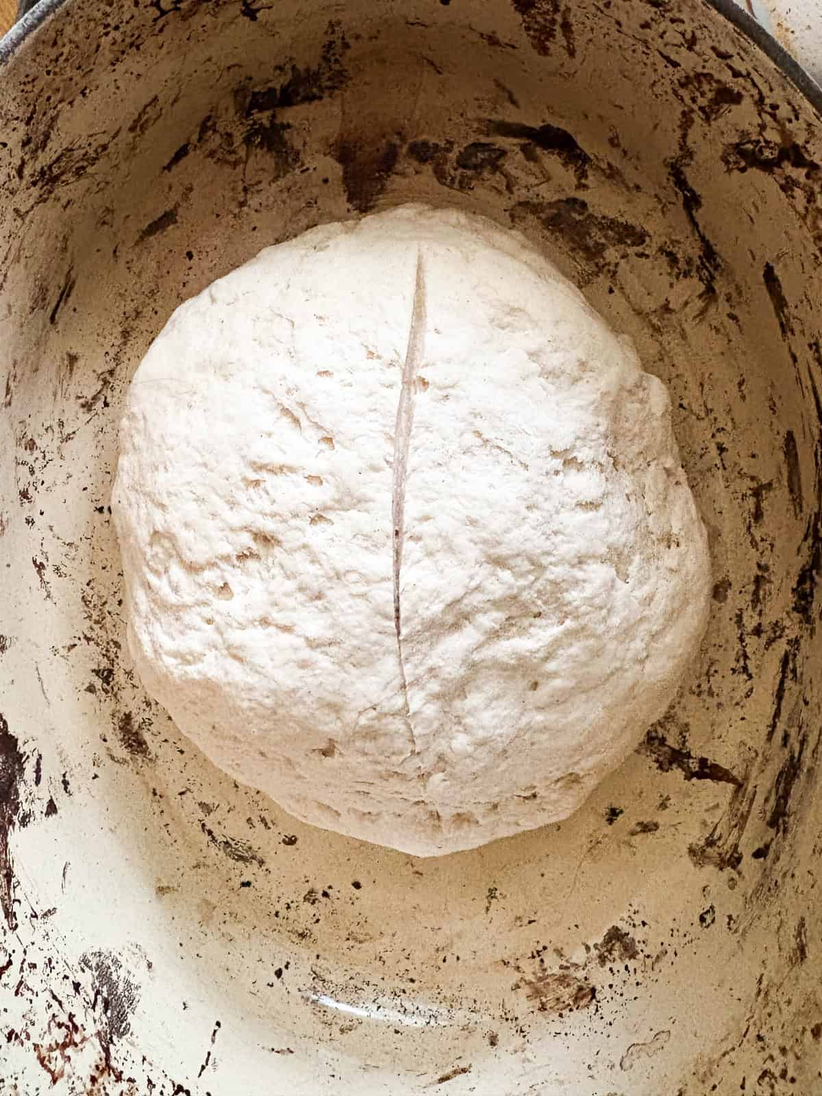 A crusty gluten-free no-knead bread recipe made with 4 simple ingredients. It bakes up perfectly every time and rivals any wheat-based bread! The gluten free no knead bread dough is scored and placed in a hot dutch oven.